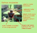 Ophrys incubacea